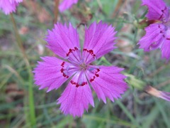 Dianthus chinensis