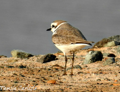 Charadrius alexandrinus