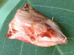 Archips oporana