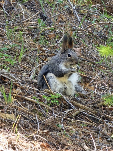 Abert's Squirrel observed by birdgal24