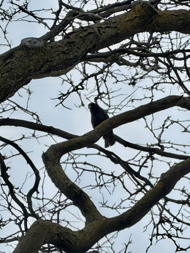 American Crow observed by mcastaneda-zarate