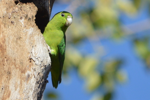 Forpus cyanopygius