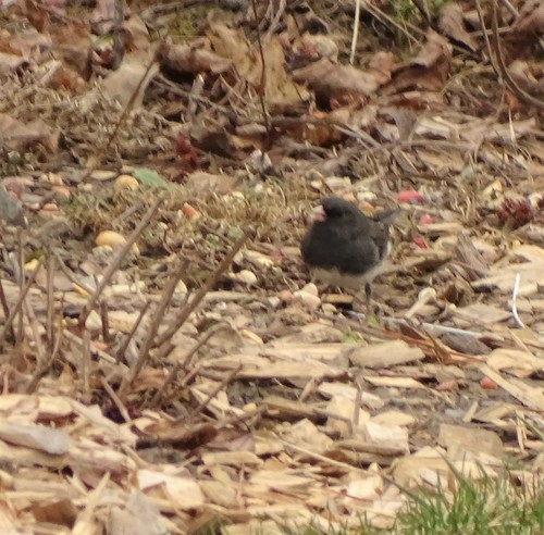 Slate-colored Junco photographed in Vermont