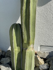 Lophocereus