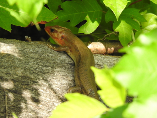 Broad-headed Skink observed by jblinde