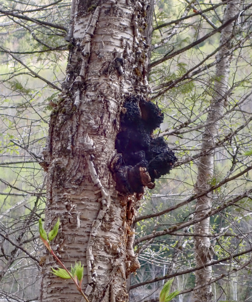 chaga · May 2026 · photo: Photo: (c) Dawn Nelson, some rights reserved (CC BY) · iNaturalist