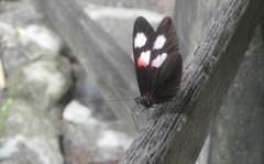 Heliconius melpomene plesseni