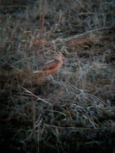 American Woodcock observed by cassiia
