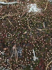 Pyxidanthera barbulata