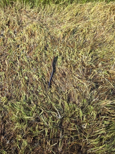iNaturalist observation photo of Western Skink