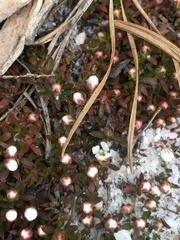Pyxidanthera barbulata