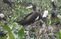 Fregata magnificens
