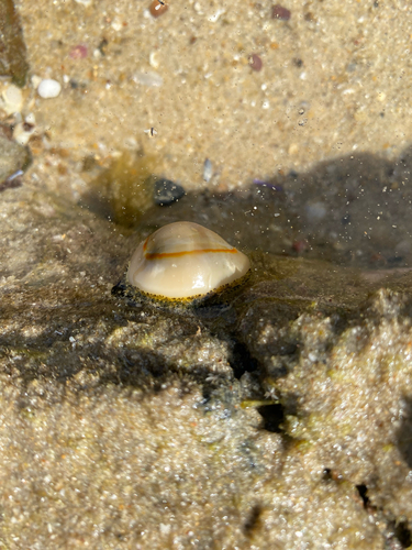 Monetaria annulus