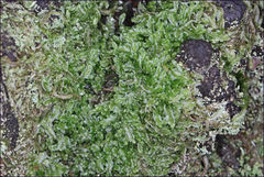 Lophocolea semiteres