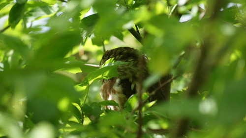 Northern Saw-whet Owl observed by ranger-rat