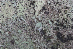 Cladonia humilis