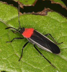 Nicuesa speciosa