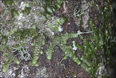 Frullania clavata