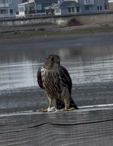 Merlin observed by iamno