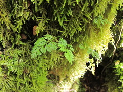 Asplenium hookerianum