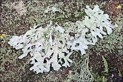 Hypogymnia pulverata