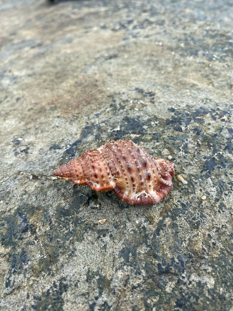Shell Frogs Granular Frog Shell from Buddina, AU on May 12, 2026 at 09:56 AM by ...