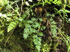 Asplenium hookerianum