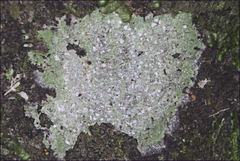 Lepra novaezelandiae