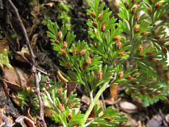 Asplenium hookerianum