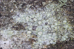 Pertusaria pertractata