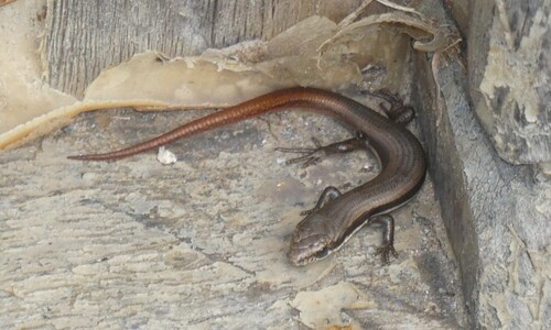 Southeastern Morethia Skink