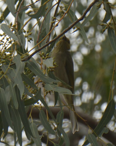 White-plumed Honeyeater