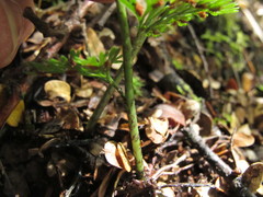 Asplenium hookerianum