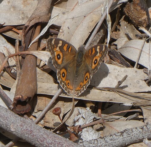 Meadow Argus