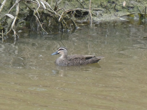 Pacific Black Duck