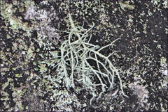 Usnea inermis