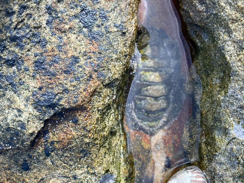 Liolophura gaimardi