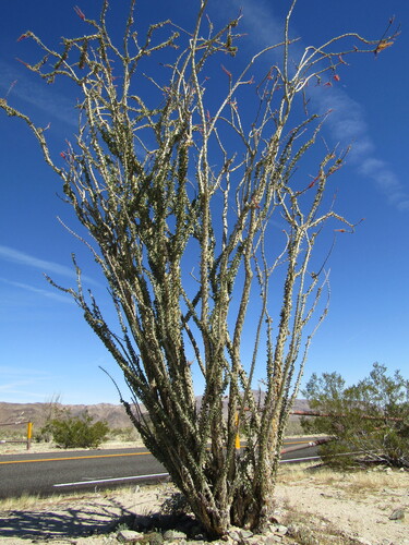 Ocotillo