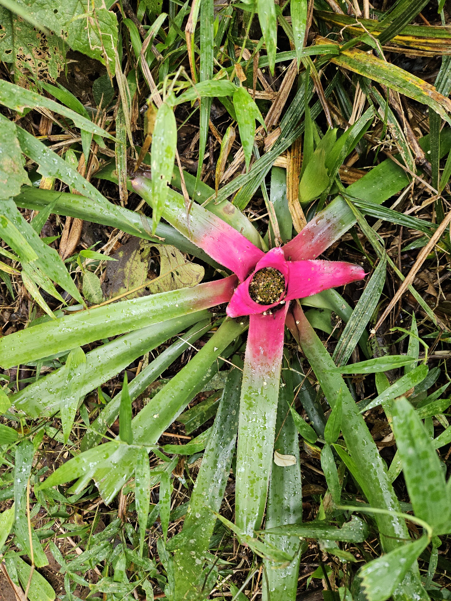 Imagem de Bromélia