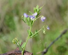 Vicia hulensis