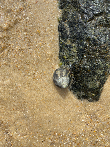 Austrocochlea porcata