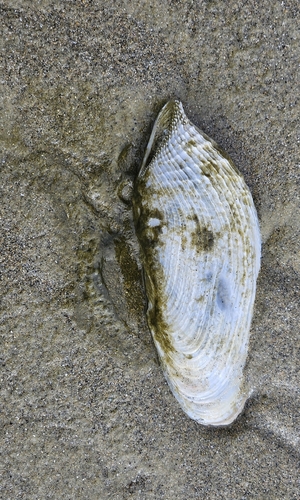 Barnea similis, 2026-04-22