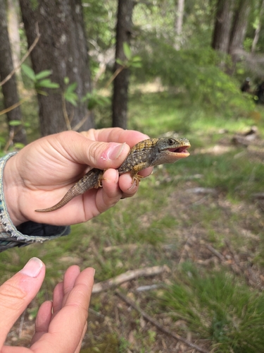 iNaturalist observation photo of Northern Alligator Lizard