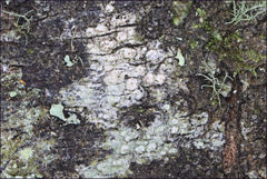 Pertusaria pertractata