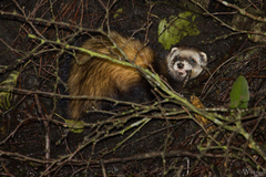 Mustela putorius