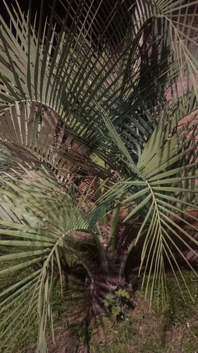 yatay palm