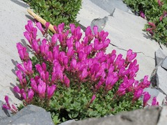 Penstemon rupicola