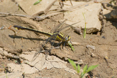 Gomphurus septima
