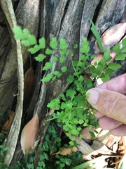 Adiantum atroviride