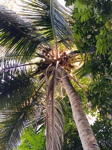 Cocos nucifera